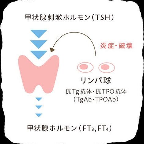 甲状腺