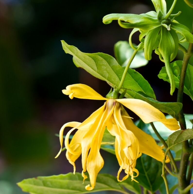 ylang-ylang