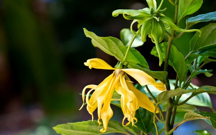 ylang-ylang